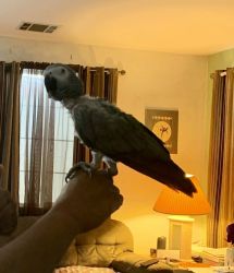“Stephie” African Grey needs a good loving home!!