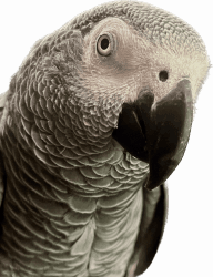 Male African grey