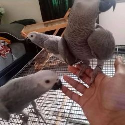Healthy African grey parrots for sale
