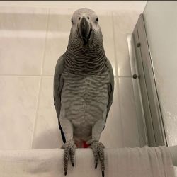 Beautiful African grey parrots for sale
