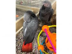 Congo African Grey Parrots exotic Birds Ready for a New Home