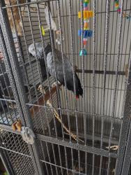 Beautiful African Grey Parrot