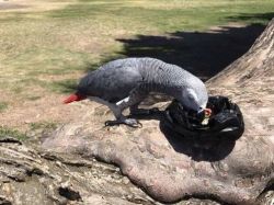 7 months african grey parrots