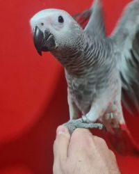 Available African grey
