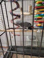 Pair Of African Grey Parrots And Eggs For Sale