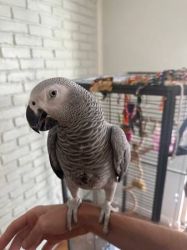 African Grey Parrots Pair Available