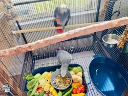 Congo parrot couple + cage  +nest box + toy, & feed.