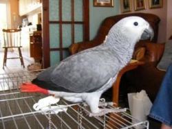 African Grey Parrot & Parrot Eggs For Sale