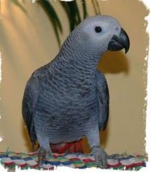 African grey Parrots and Parrot Eggs