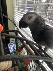 7 Year Old African Grey