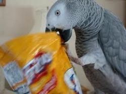 Checked Talking Congo African Grey Parrots
