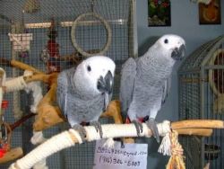 African Grey And Blue/gold Macw Parrots