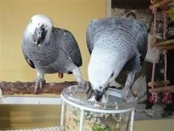 African Grey Parrots Available.text.(xxx) xxx-xxx5