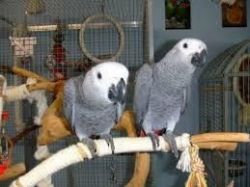 African Grey Parrots Dna Tested