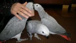 Pair Of African Grey Parrots Ready..(xxx) xxx-xxx6
