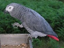 Adorable African Grey parrots