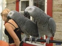 lovable african grey parrots