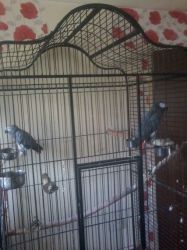 2 African Grey Parrots