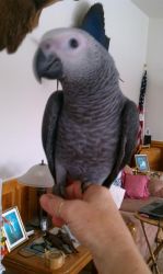 Pair Of African Grey Parrotletts For Good Homes