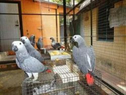 Ready now African grey parrots