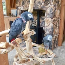 African Gray looking to new Home