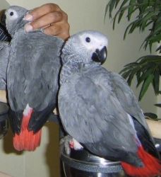 African Grey Prrots