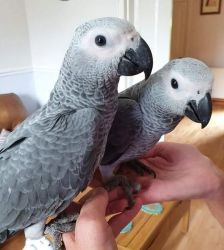 Re homming African Grey parrots