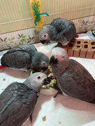 Super tamed African grey parrots 4sale