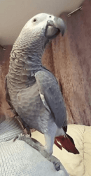 African grey parrot brilliant talker Inc cage