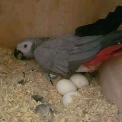 Parrot eggs
