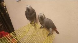 Africa grey parrots for adoption