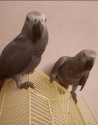 African grey parrots for adoption