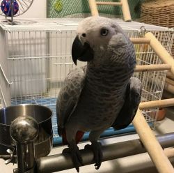 African Grey parrots, comes with a free Cage