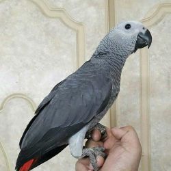 Male Congo African grey
