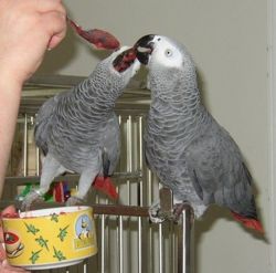 Super Friendly African Grey (Bonded Pair)