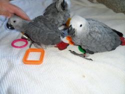 Healthy X African greys now