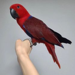 Macaws parrot for rehoming