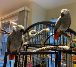 Awesome Congo African Grey Parrots with Cage