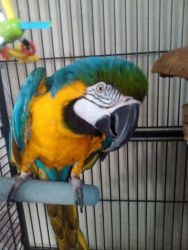 Healthy Blue & Gold Macaws ready