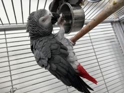 Affectionate African greys ready