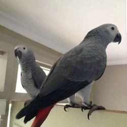 Friendly Bonded African Grey Parrots Available for Loving Homes