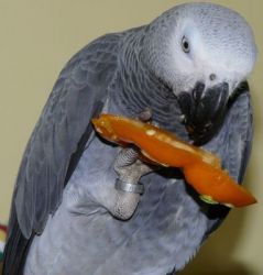 Intelligent African Grey Parrots with Cage and Accessories
