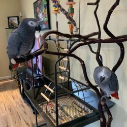 Wonderful African Grey Parrots Available with Cage