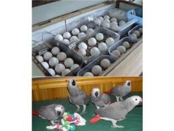 Parrots  and fertile parrot eggs for Sale