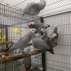 Lovely African Grey Parrots Available
