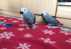 Well Tamed African Grey Parrots.