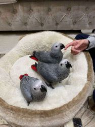 African Grey Parrots Babies are ready now!