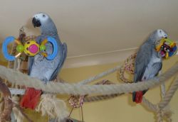 Intelligent African Grey Parrots with cage
