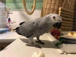 Healthy and playful African Grey Parrots available
