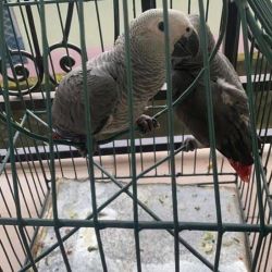 Most Adorable African Grey Parrots for sale.